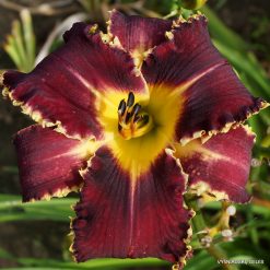 Daylily 'Apatura Aristoctratic Feast'