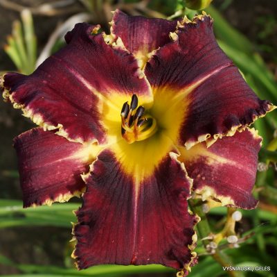 Daylily ‘Apatura Aristoctratic Feast’