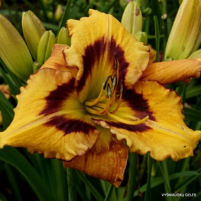 Daylily 'Apatura Bouguet for Summer'