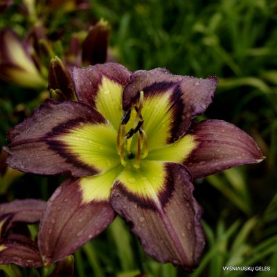 Daylily 'Apatura Brown Haired Lady'