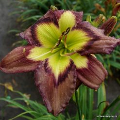 Daylily 'Apatura Brown Haired Lady'