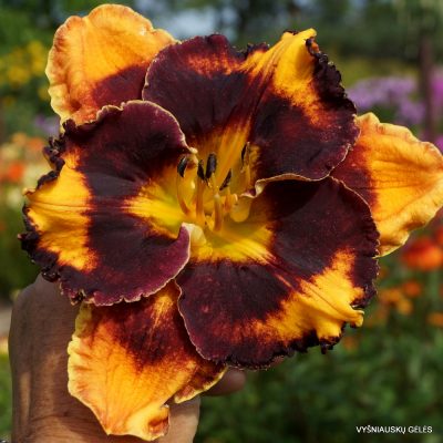 Daylily 'Apatura Country of Contrasts' (2)