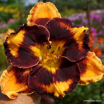 Daylily ‘Apatura Country of Contrasts’