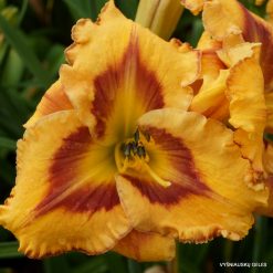 Daylily 'Apatura Have a good Time'