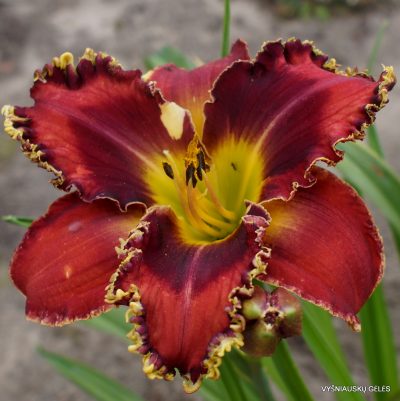 Daylily Apatura Kissed by Fairy' (2)