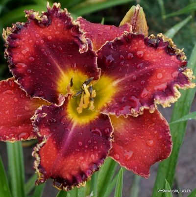 Daylily Apatura Kissed by Fairy'
