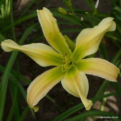 Daylily 'Bonibrae Easter Morn'