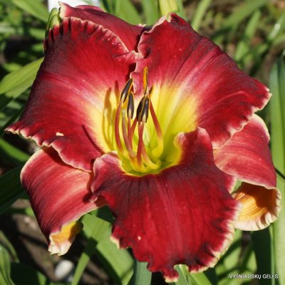 Daylily Call Off the Search