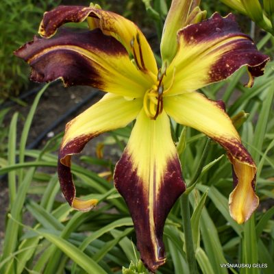 Daylily 'Emerald Tarantula'