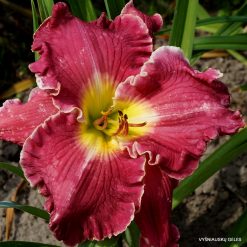 Daylily Everything You Desire