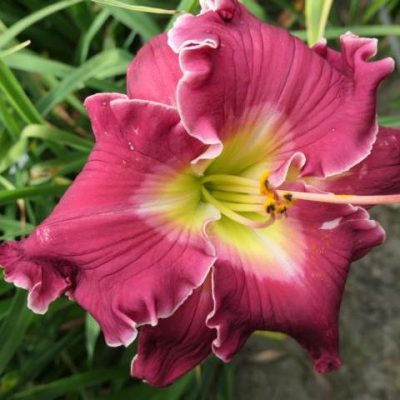 Daylily Everything You Desire