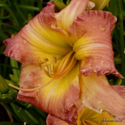 Daylily Fukushima Sashimi (2)