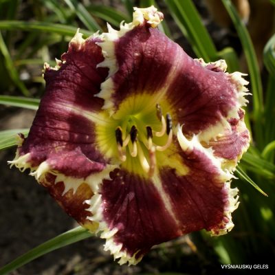 Daylily 'Get Spiked'