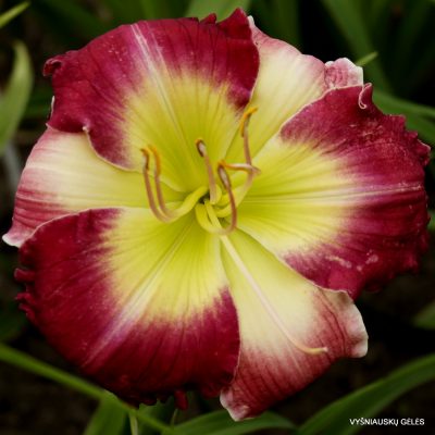 Daylily Good Golly Miss Molly