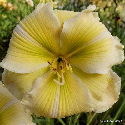 Daylily 'Green Imperial Pigeon'
