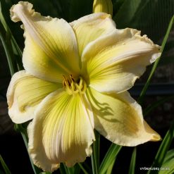 Daylily 'Green Imperial Pigeon'