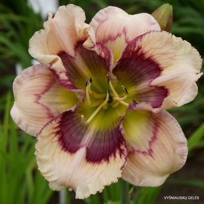 Daylily Happy Heart Monitor
