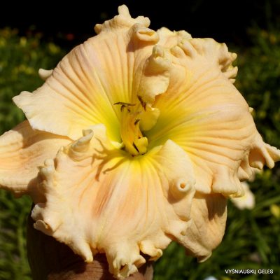 Daylily Have a Cigar (2)
