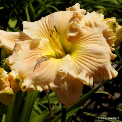 Daylily Have a Cigar (3)