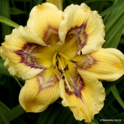 Daylily Heavenly Shockwave
