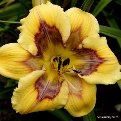 Daylily Heavenly Shockwave