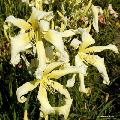 Daylily 'Holsteiner Beautiful Madness' (2)
