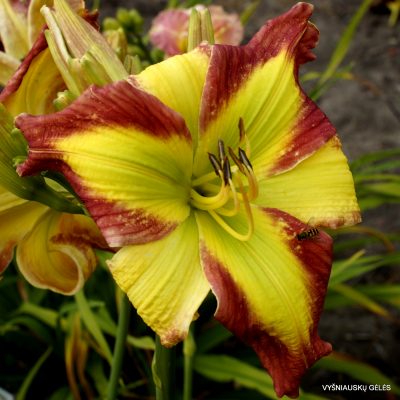 Daylily Holsteiner Comme Ci Comme Ca (2)
