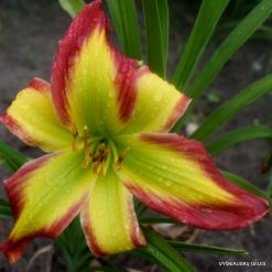 Daylily Holsteiner Comme Ci Comme Ca
