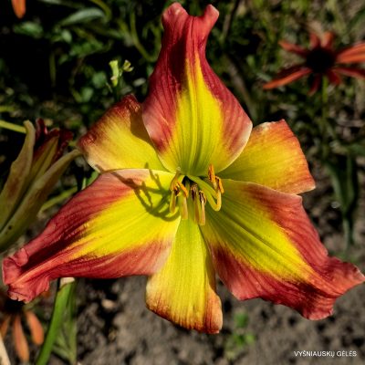 Daylily Holsteiner Comme Ci Comme Ca