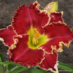 Daylily Home of the Free