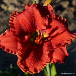 Daylily Love and Marriage