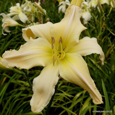 Daylily 'Mr Obvious' (2)