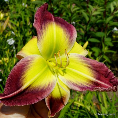 Daylily Pirate Queen (2)