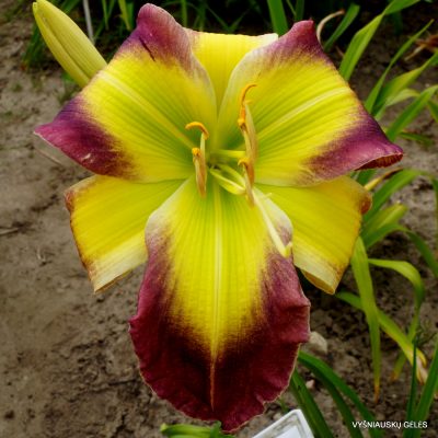 Daylily Pirate Queen