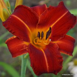 Daylily 'Red Tool'