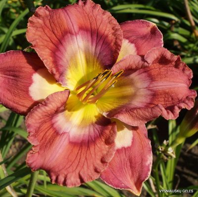 Daylily Rose Colored Rainbow
