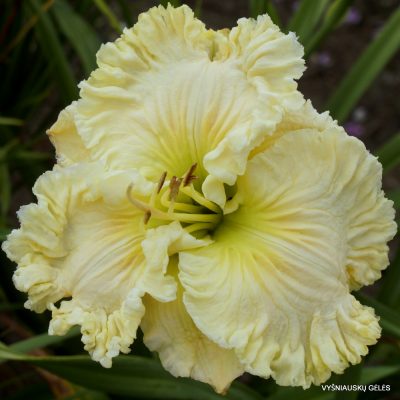 Daylily 'Satin Facets' (2)