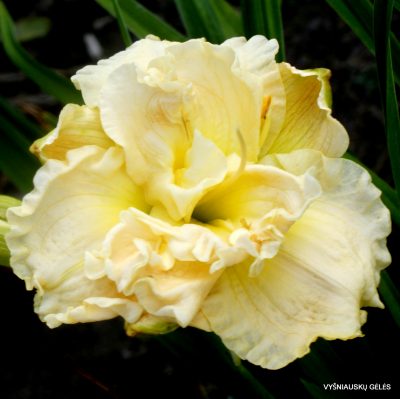 Daylily Siloam Double Frost