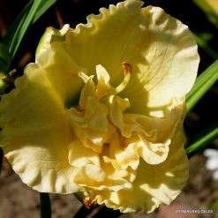Daylily Siloam Double Frost