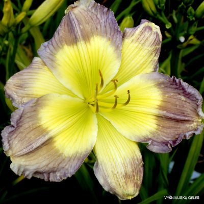 Daylily Stare Case