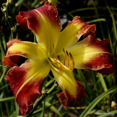 Daylily 'The Blood is the Life'