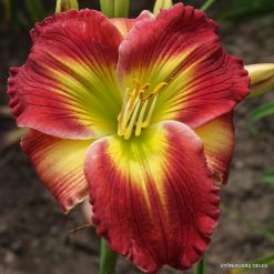 Daylily The Heart of Christmas