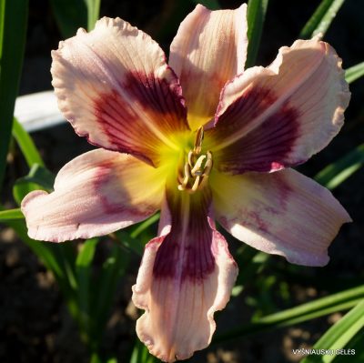 Daylily Whale Tails