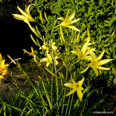 Hemerocallis citrina (cl. 2)
