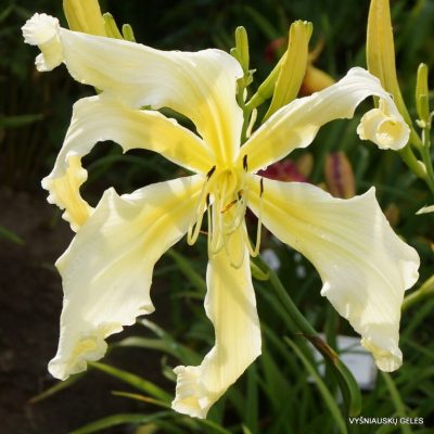 Daylily 'Holsteiner Beautiful Madness'