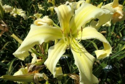 'Pale Behemoth'