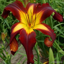 Daylily 'Apatura Red Tower'