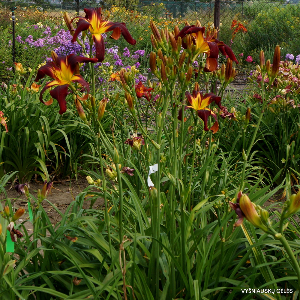 Daylily 'Apatura Red Tower' (3)