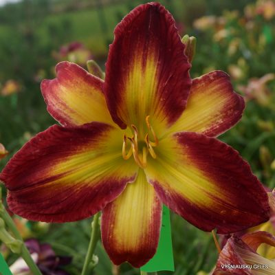 Daylily 'Apatura Sunset in Paradise' (2)