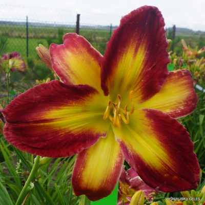 Daylily ‘Apatura Sunset in Paradise’